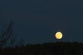 Low golden moon in the dark sky just above the tree line