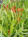 A low green flower plant with juicy green stems. the top of the plant is painted in pink. Aloe cactus and ficus Royalty Free Stock Photo