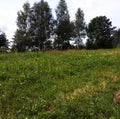 Low green grass near young birches