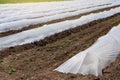 Low greenhouses close-up, growing early vegetables or seedlings, plastic film on the ground