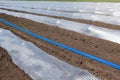 Low greenhouses with drip irrigation, polyethylene film on open ground, concept Royalty Free Stock Photo
