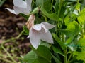Low-growing Balloon Flower Platycodon Grandiflorus `Shell Pink` With Pale Pink, Balloon-shaped Buds That Open Into Star-shaped