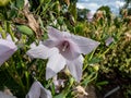 Low-growing Balloon Flower Platycodon Grandiflorus `Shell Pink` With Pale Pink, Balloon-shaped Buds That Open Into Star-shaped