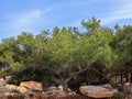 Low-growing pines with large cones and long needles in a mountainous area Royalty Free Stock Photo