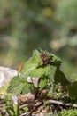 A low-growing plant Lamium bifidum Cirillo grows and blooms in the mountains Royalty Free Stock Photo