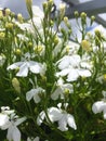 White lobella erinus, edging lobelia, garden lobelia or trailing lobelia