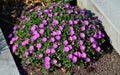 Is a low growing variety, much loved because of its bright reddish purple coloured flowers. This variety is an exceptionally good