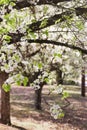 Low hanging Bradford pear tree branch with white flowers with row of trees in background Royalty Free Stock Photo