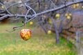 Low Hanging Fruit in Apple Orchard Royalty Free Stock Photo