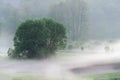 Low hanging mist around trees over grass on early foggy morning in the fields. Mysterious atmosphere in nature landscape Royalty Free Stock Photo