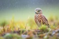 a low-hovering kestrel with dew-covered grass beneath Royalty Free Stock Photo