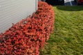 Low Japanese shrubs that are golden yellow leafy in season, turn red in autumn. trimmed hedges up to half a meter high. beautifull Royalty Free Stock Photo