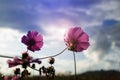 Low key of blooming purple cosmos field with blur mountain background Royalty Free Stock Photo