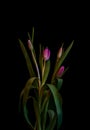 Low key bouquet of four dark pink young tulip blossoms