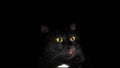 Low key cat - With big yellow demon eyes - black background