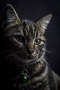 Low key close up portrait of a young grey tabby cat with green eyes and green collar with a bell Royalty Free Stock Photo