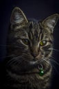 Low key close up portrait of a young grey tabby cat with green eyes and green collar with a bell Royalty Free Stock Photo