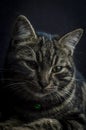 Low key close up portrait of a young grey tabby cat with green eyes and green collar with a bell Royalty Free Stock Photo