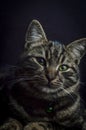 Low key close up portrait of a young grey tabby cat with green eyes and green collar with a bell Royalty Free Stock Photo