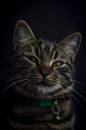 Low key close up portrait of a young grey tabby cat with green eyes and green collar with a bell Royalty Free Stock Photo