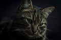 Low key close up portrait of a young grey tabby cat with green eyes and green collar with a bell Royalty Free Stock Photo