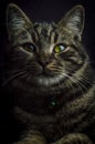 Low key close up portrait of a young grey tabby cat with green eyes and green collar with a bell Royalty Free Stock Photo