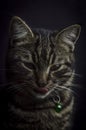 Low key close up portrait of a young grey tabby cat with green eyes with its tongue out of the mouth Royalty Free Stock Photo