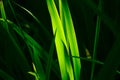 Low key dramatic image of close up green pandan leaves in the garden.