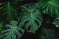 Low key, Green leaves of Monstera plant growing in wild, the tropical forest plant Royalty Free Stock Photo