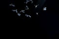 Low key image and blur to highlight the lights in the night long and flying animation play light around the fire of Termite Flying Royalty Free Stock Photo