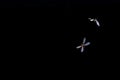 Low key image and blur to highlight the lights in the night long and flying animation play light around the fire of Termite Flying Royalty Free Stock Photo