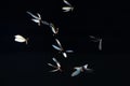 Low key image and blur to highlight the lights in the night long and flying animation play light around the fire of Termite Flying Royalty Free Stock Photo