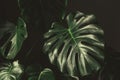 Low key, Leaves of Monstera plant growing in wild and growing in the house, the tropical forest plant. Royalty Free Stock Photo