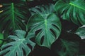 Low key, Leaves of Monstera plant growing in wild, the tropical forest plant Royalty Free Stock Photo