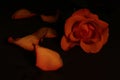 Low key lighting with an orange rose and applying rule of thirds Royalty Free Stock Photo