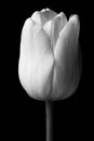 Monochrome white tulip on black background. Floral Fine Art