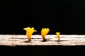 Low key and Macro photo of fresh yellow mushroom Royalty Free Stock Photo