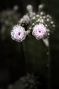 Cactus flower,low key and macro photography. Royalty Free Stock Photo