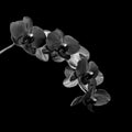 Low key monochrome gray orchid blossom branch macro Royalty Free Stock Photo