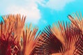 Palm leaves biue sky nature background Royalty Free Stock Photo