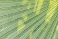 Low key palm leaves dark nature background