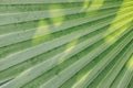Low key palm leaves dark nature background