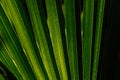 Low key palm leaves dark nature background