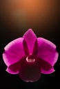 Low key photo of Vanda orchid, violet orchid, macro orchid, closeup orchids, orchid with pollens Royalty Free Stock Photo