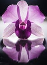 Low key photo of Vanda orchid, violet orchid, macro orchid, closeup orchids, orchid with pollens Royalty Free Stock Photo