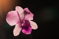 Low key photo of Vanda orchid, violet orchid, macro orchid, closeup orchids, orchid with pollens Royalty Free Stock Photo