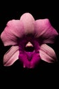 Low key photo of Vanda orchid, violet orchid, macro orchid, closeup orchids, orchid with pollens Royalty Free Stock Photo