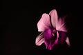 Low key photo of Vanda orchid, violet orchid, macro orchid, closeup orchids, orchid with pollens Royalty Free Stock Photo