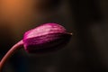 Low key photo of Vanda orchid, violet orchid, macro orchid, closeup orchids, orchid with pollens Royalty Free Stock Photo