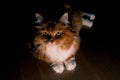 Low key portrait of ginger cat, lying on wooden floor. Red fluffy cat with a magnetic look of yellow eyes